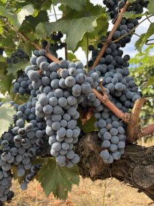 Storgozia: Meet the Bulgarian wine hero that is worth tasting
