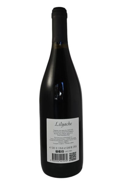 LILYACHE CINSAULT 2023
