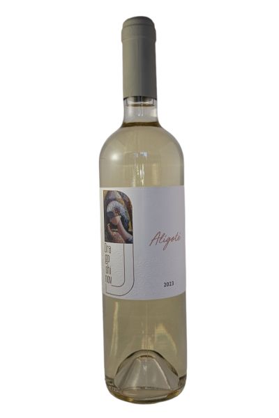 DRAGOSHINOV ALIGOTE 2023